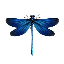 Dragon Fly logo DRFLY