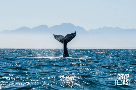 Une whale transfère 468 millions de dollars en Bitcoin vers une adresse inconnue
