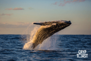 Une whale transfère 1 milliard de dollars en Bitcoin vers un wallet inconnu