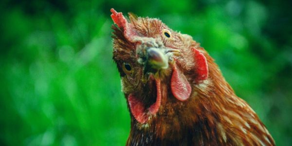 Les œufs Matines intègrent la blockchain IBM Food Trust