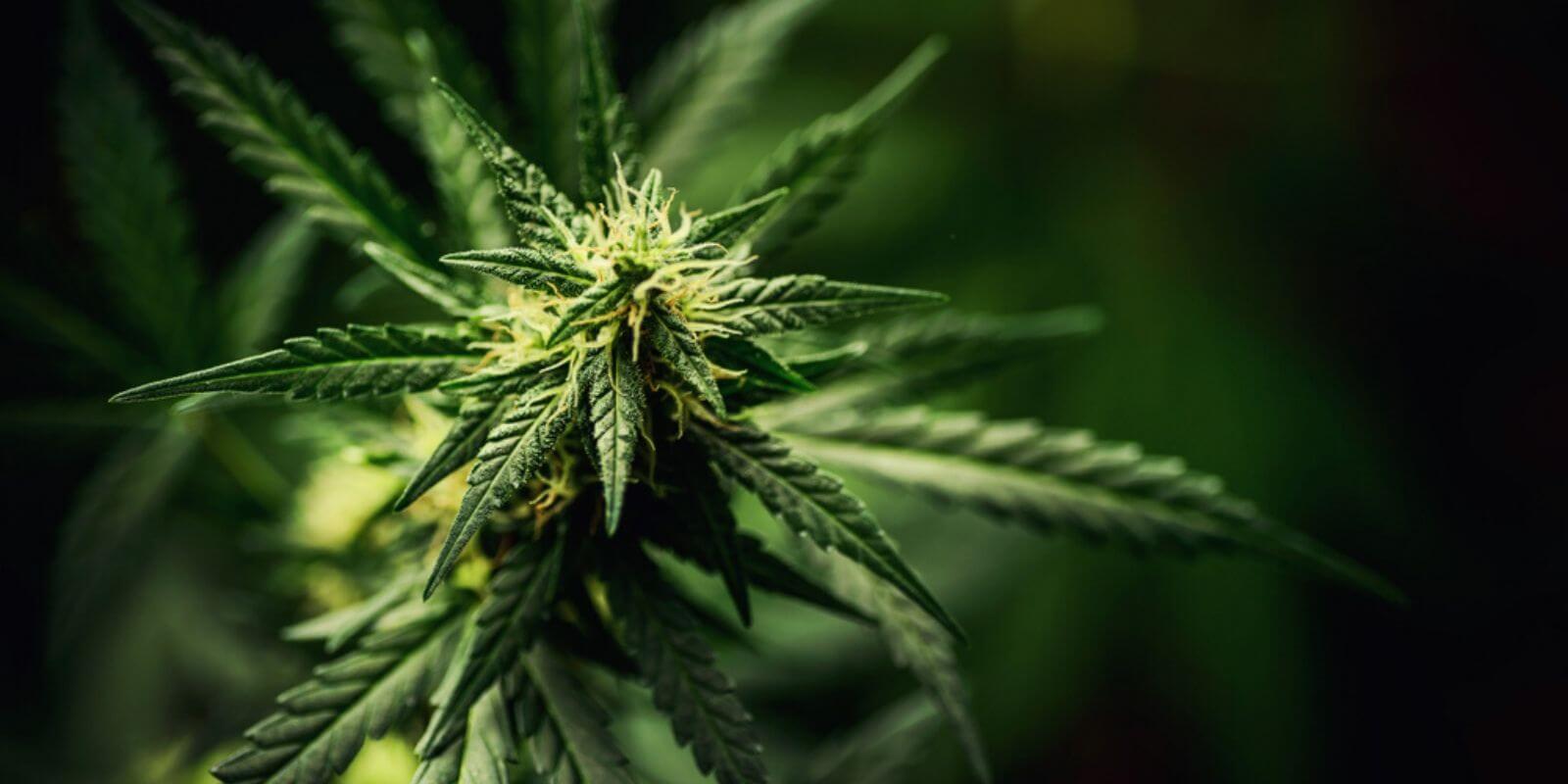 USA : l’état du Vermont utilisera Ethereum pour aider les producteurs de cannabis