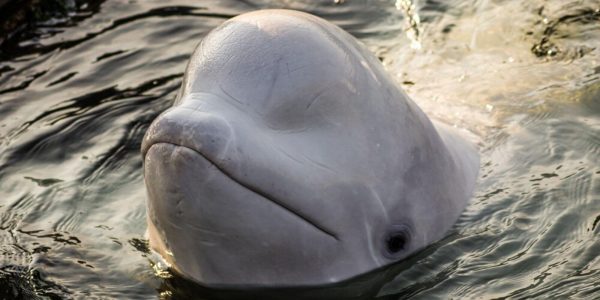 Une whale détiendrait près de 50% du Bitcoin Gold (BTG) en circulation