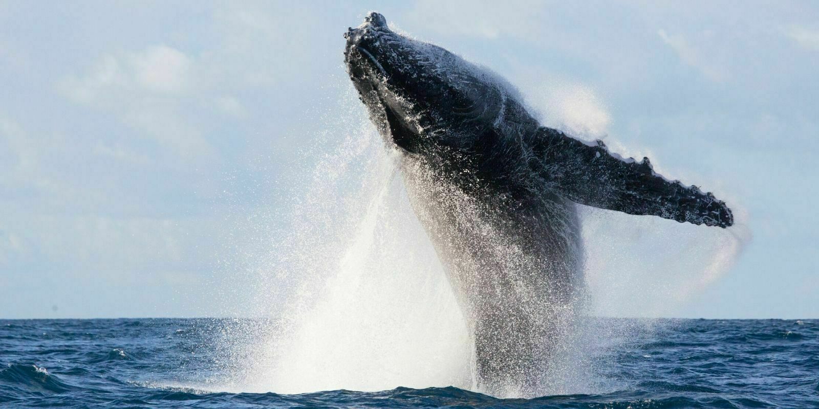 Une whale Bitcoin transfère $634M pour seulement 0,26$ de frais