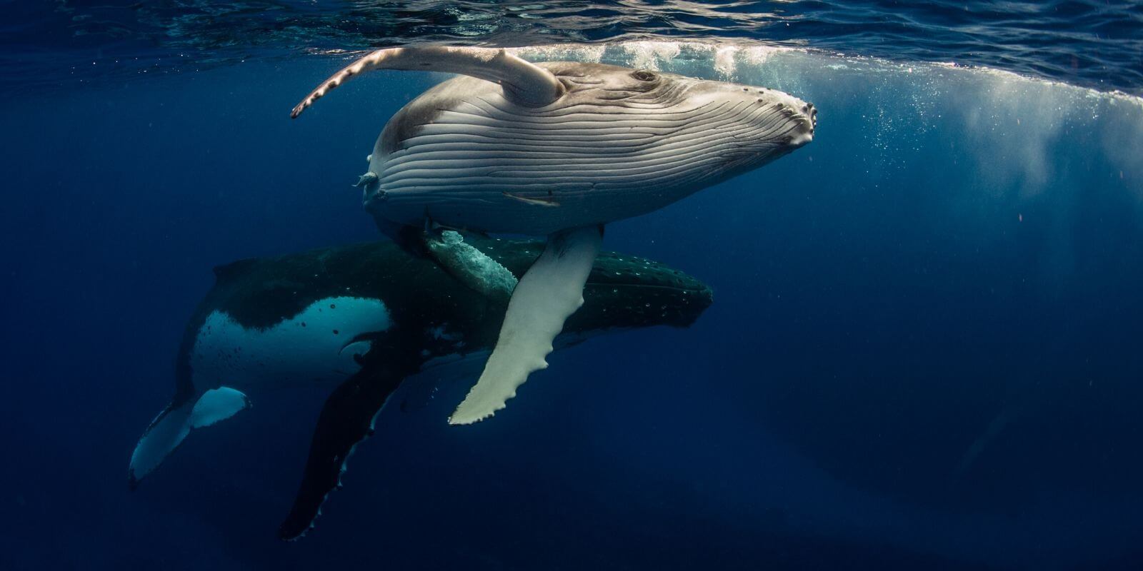 Bitcoin : le nombre de whales atteint un niveau comparable à celui de septembre 2017