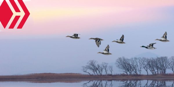 La dApp la plus populaire de Steem migre vers Hive