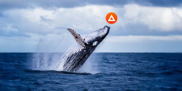 Les whales accumulent du Basic Attention Token (BAT) : quelles conséquences sur le prix ?