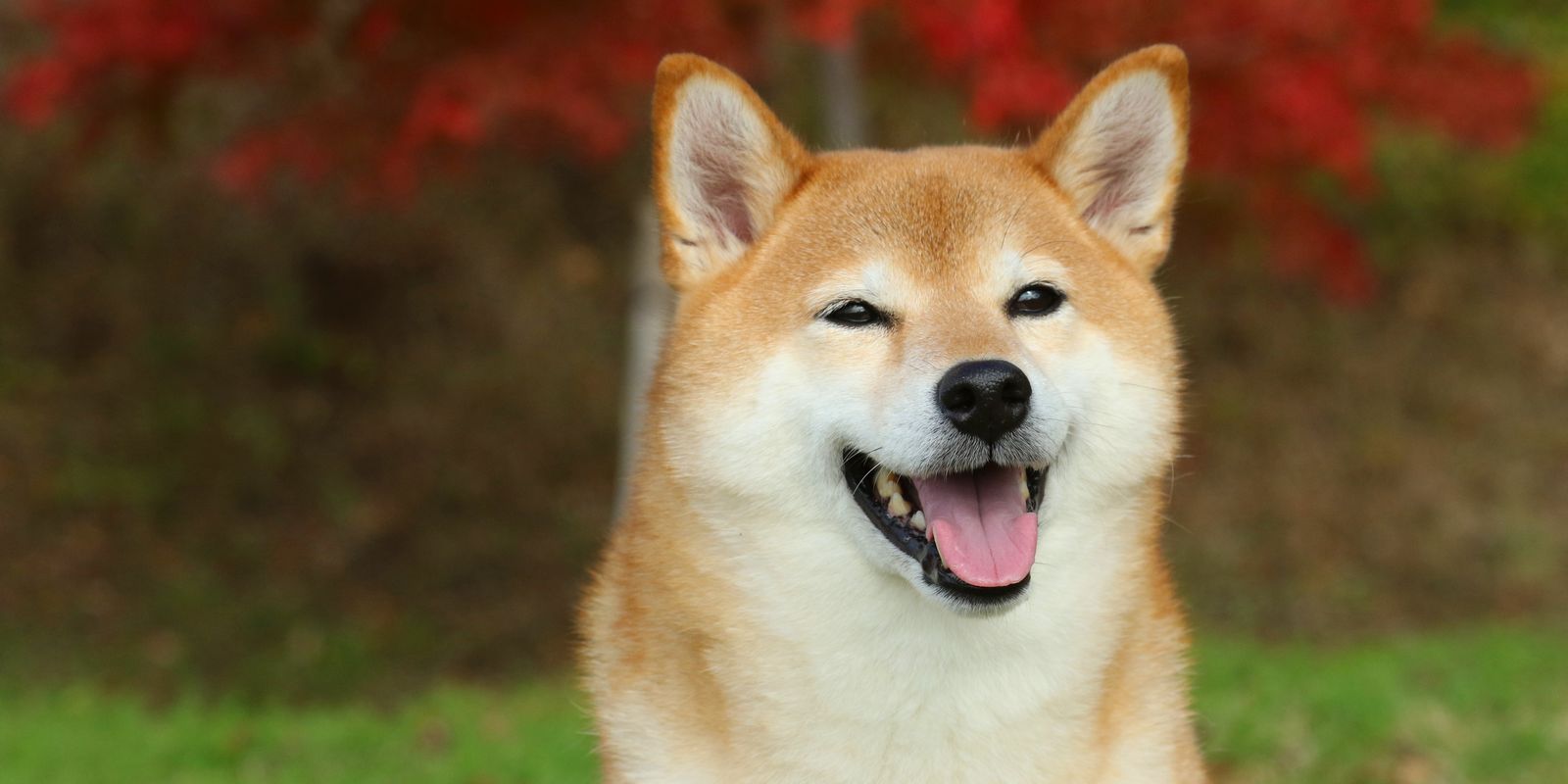 Le Dogecoin devient viral sur Tik Tok : le volume explose de +2000%
