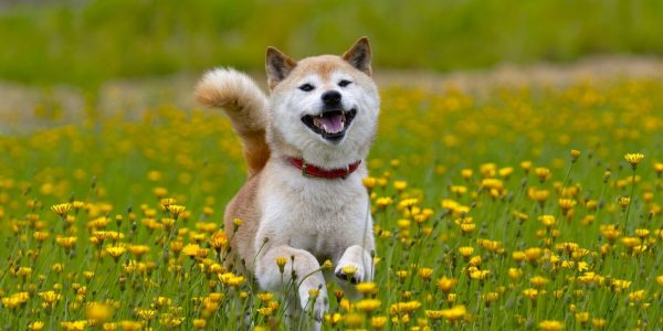 Le cours du Dogecoin bondit de 20% suite à un tweet d'Elon Musk