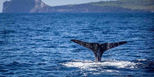 Bitcoin (BTC) : les « petits » investisseurs volent de l'influence aux whales