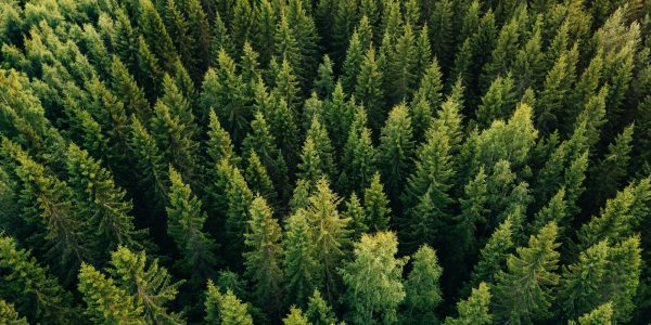 Les arbres de Merkle dans Bitcoin