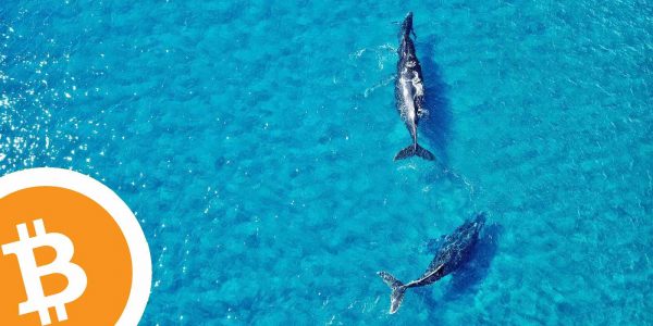 Bitcoin Cash (BCH) : le prix explose, les whales vont voir ailleurs