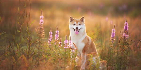 Le Dogecoin (DOGE) atteint un nouveau sommet avant la participation d’Elon Musk à l’émission SNL