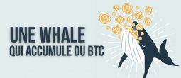 La 3e plus grosse whale en Bitcoin profite du dip pour acheter 23 millions de dollars de BTC