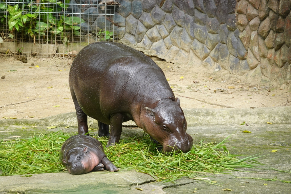 Moo Deng zoo thailande